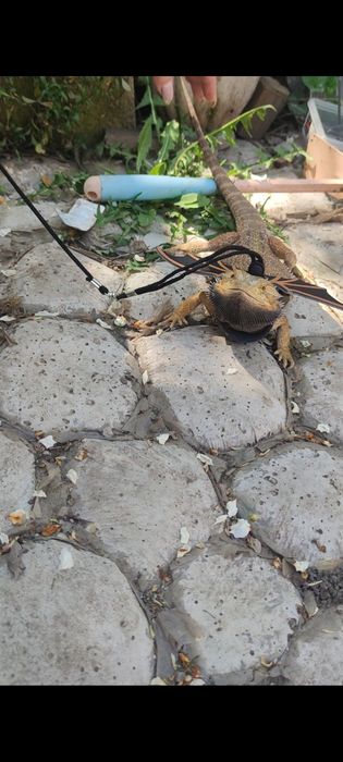 Продаётся самец агамы с террариумом