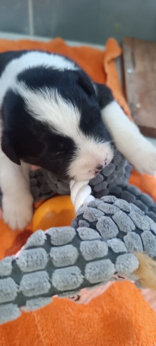 щенки бордер колли