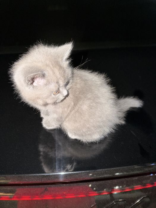 Скотиш фолд сотилади 1,5 ойлик огил болла