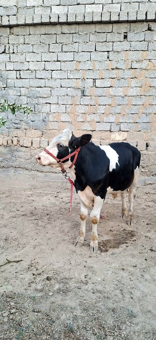 Simental gibrid buqacha sotiladi.