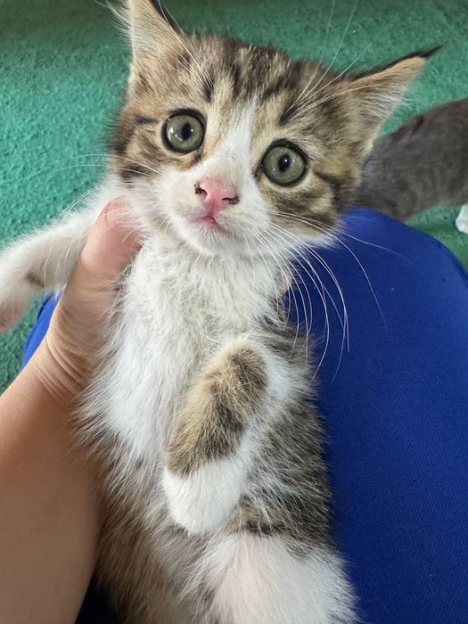 Мушук болачалари