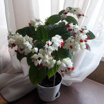 Госпожа Томпсона