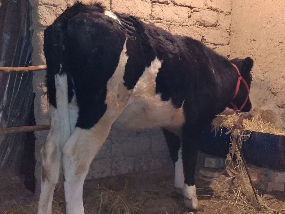 Гольштейн гунажин сотилади