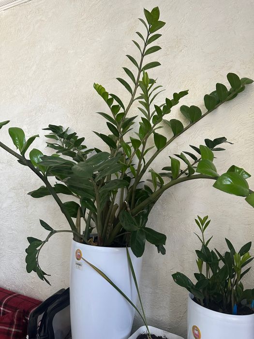 Цветы Замиокулькас