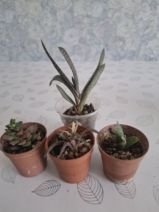 Продам суккуленты