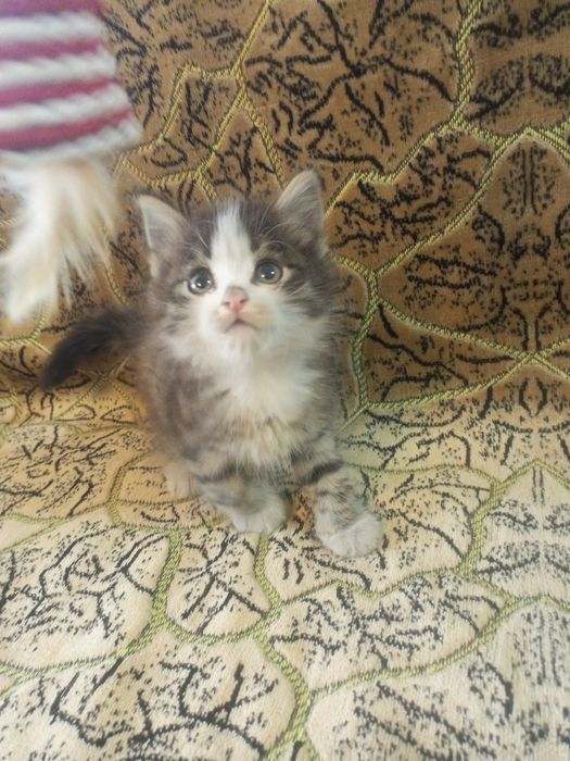 Котята ищут добрые руки