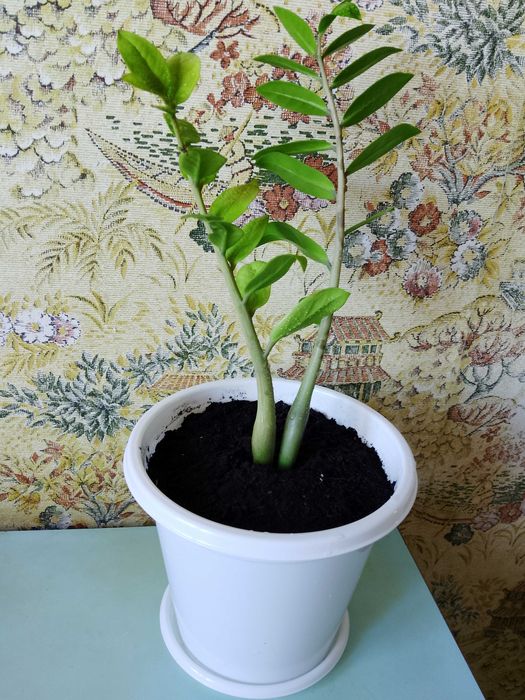 Продам Замиокулькас .