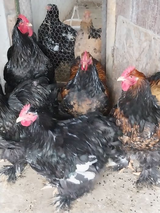 Vând cocoși și găini Cochinchina