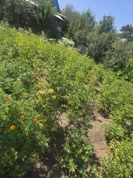 Продам дачу Медьзавод