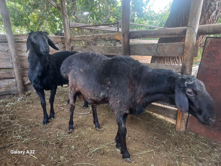 Qoylar bor . Toshkent viloyati Yuqorichirchiq tumanida