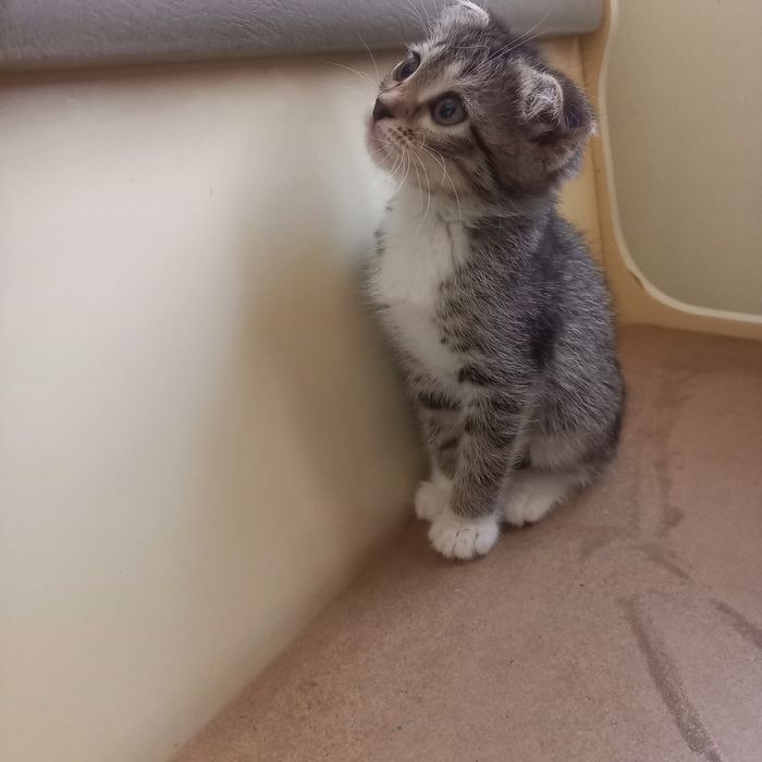 Вислоухий котёнок 1,5 месяц