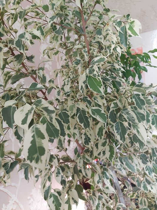 Фикусы Бенджамина 5 видов