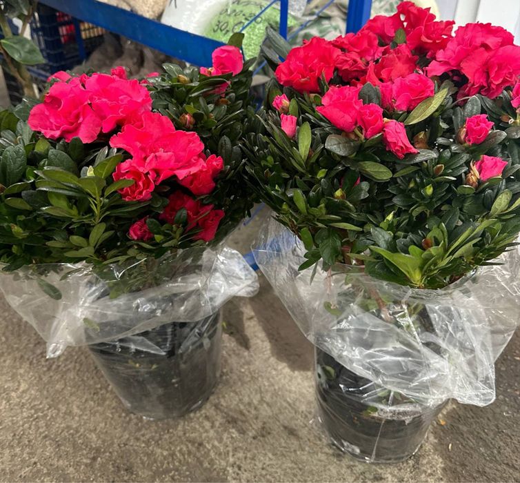 Красавица азалия галандская с пышными цветами