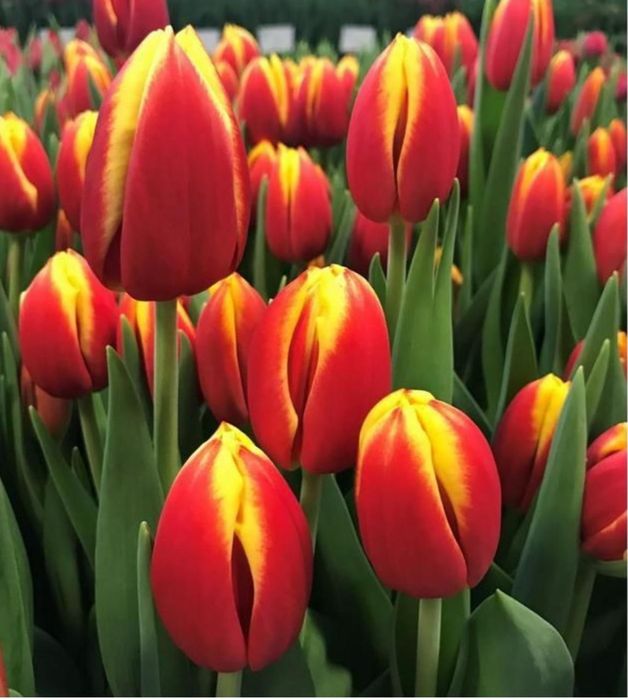 Свежие Тюльпаны для любимых