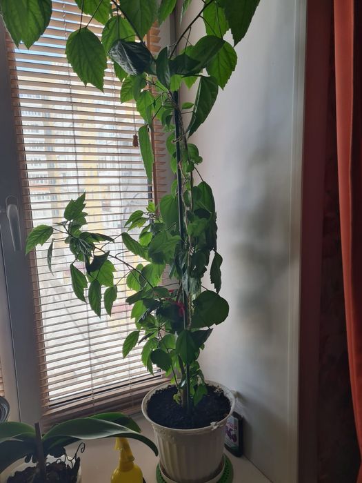 Комнатная Китайская роза