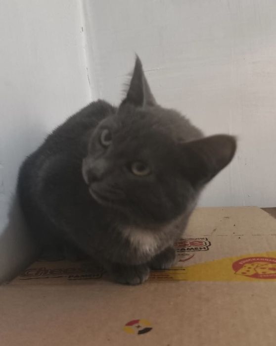 Отдам котенка мальчик