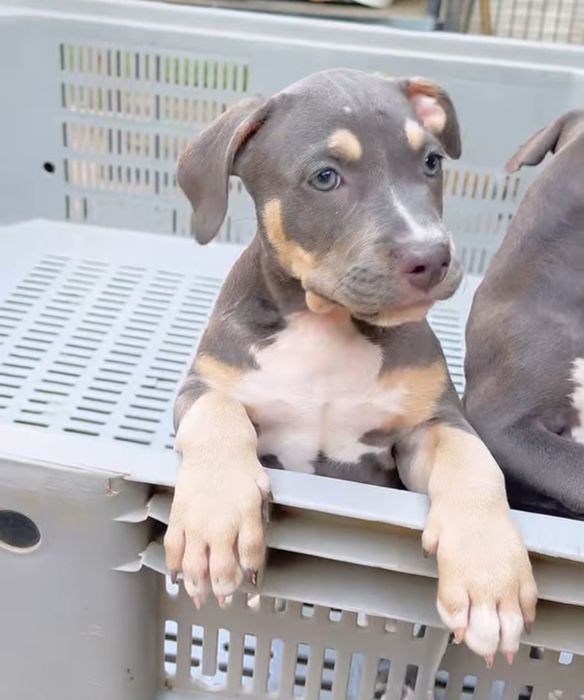 Pet sitting & walking. Dresaj canin.