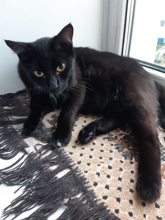 Кошек стерилизованых в ДОБРЫЕ руки!