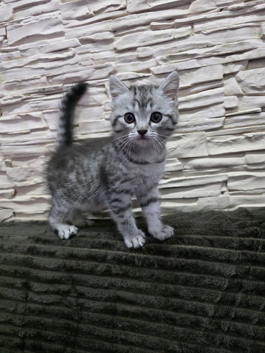 Британка вискас скотиш страйт