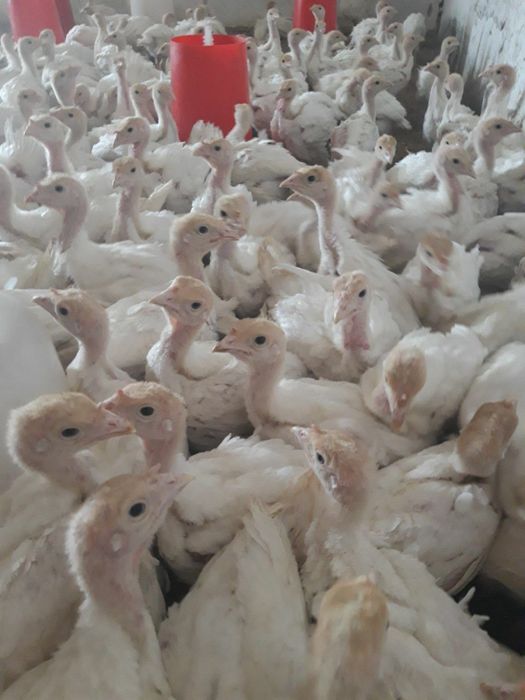 Big 6 jo’jalari sotiladi