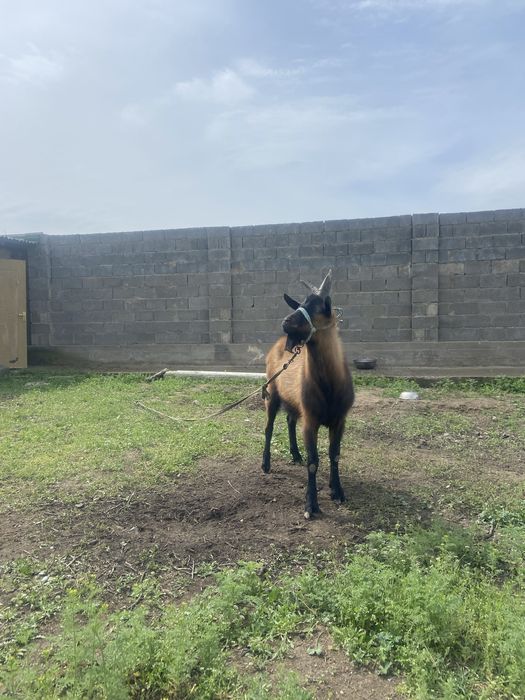 Чех, француз теке. Срочно!