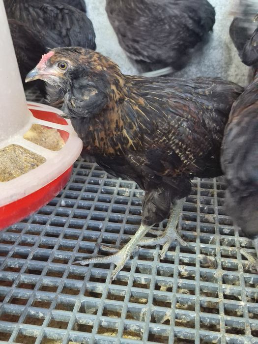 De vanzare araucana