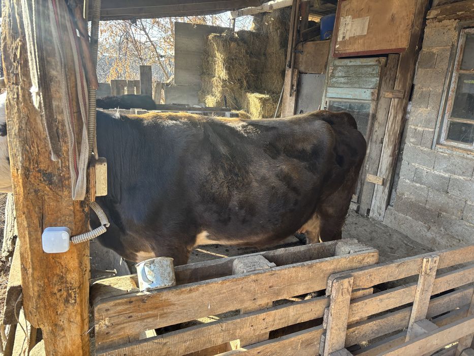 Буаз Сиыр сатылады