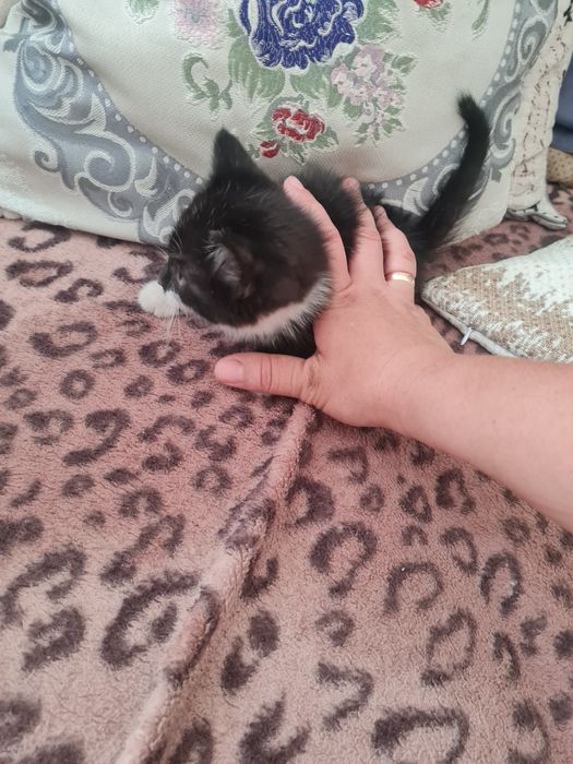 Котята мысық кошки