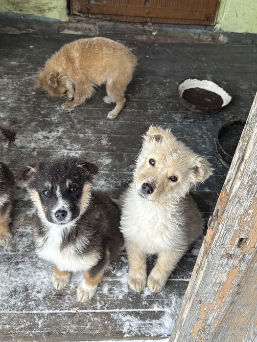 Отдам щенят хорошие