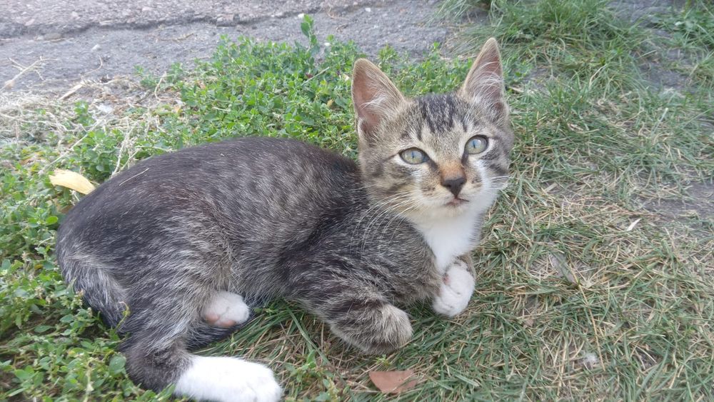 Отдам котят,игровые,кушают все,