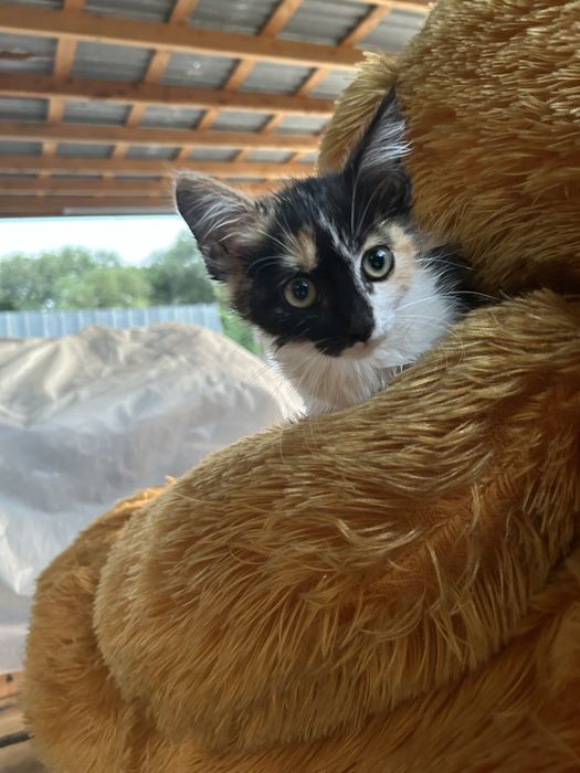 Отдаем котенка в хорошие руки