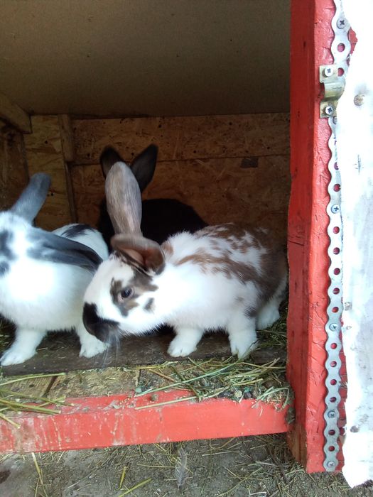 Vând iepurași din rasa fluture german