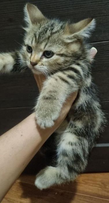 Продаётся котенок