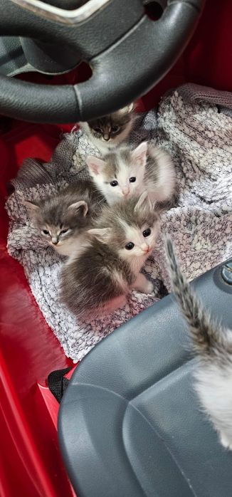 Котята ищут мамочку