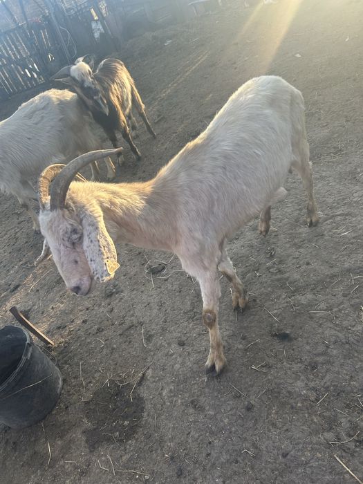 Vand 2 capre si un tap