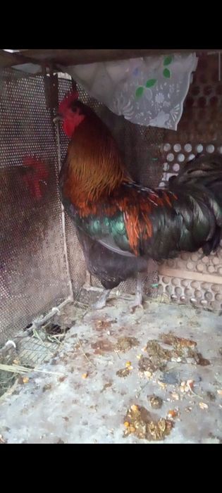 Қораз қораз қораз