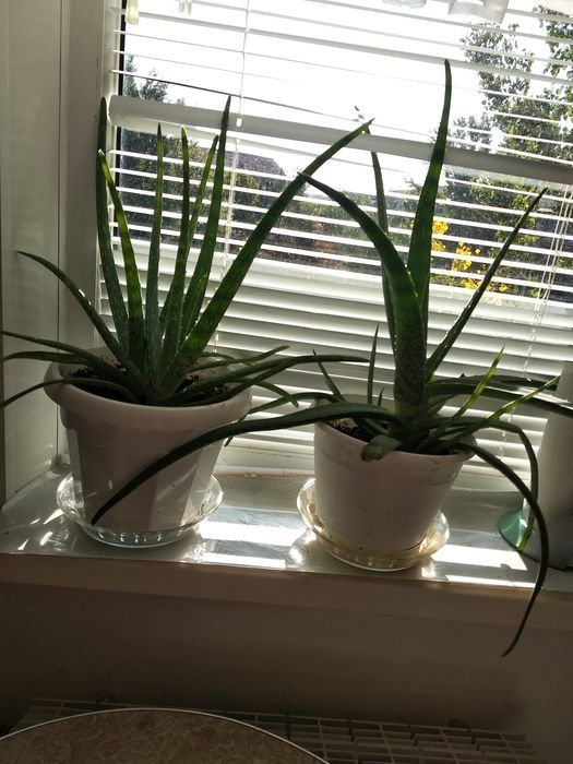 Продам лечебный аллое 2000 тенне