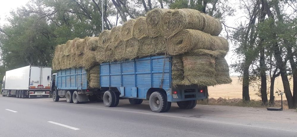 Сено люцерна жоношка свежый укос жоношка с доставкой жоношка урлон сат