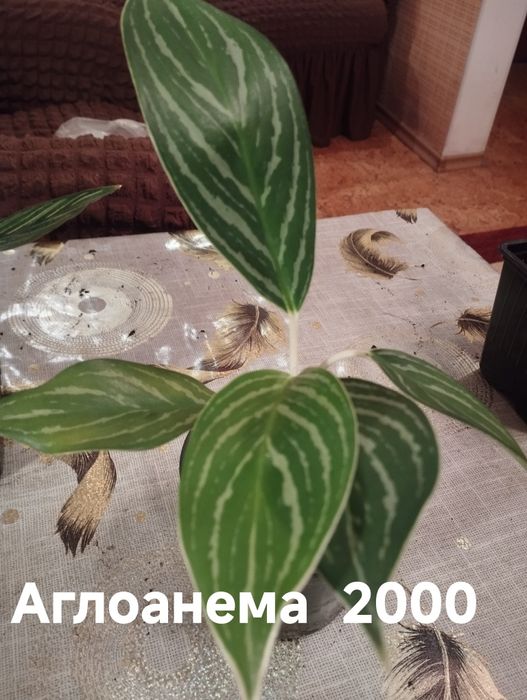 Продам комнатные растения