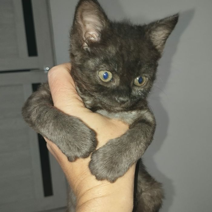 Котёнок девочка отдадим в хорошие руки