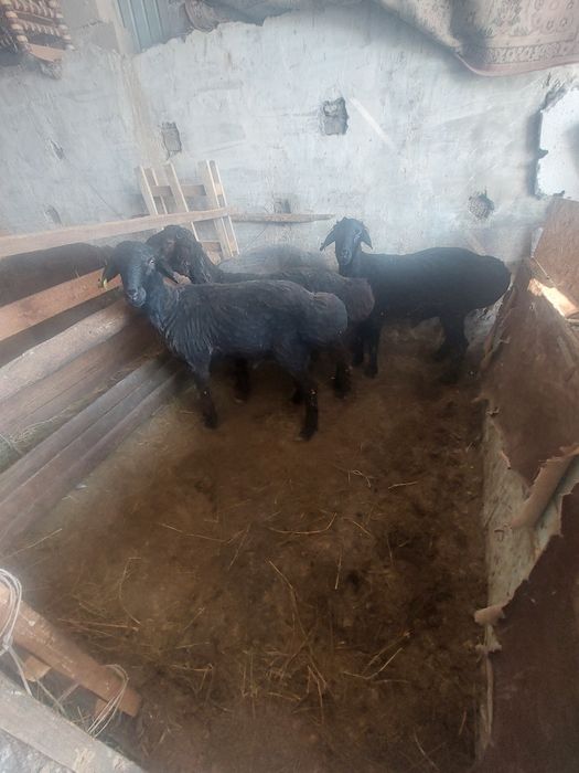 Семиз кошкарлар сатылады.