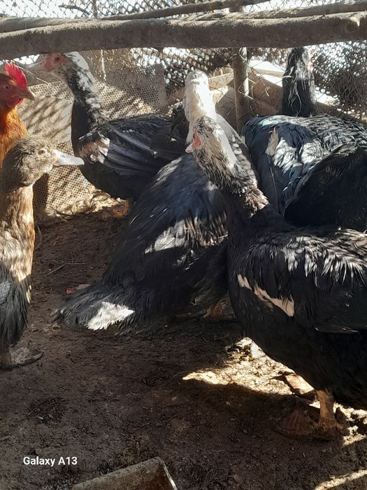 Продам   индоуток