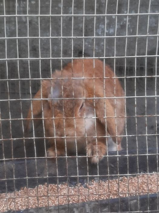 Holland Lop zotli quyon