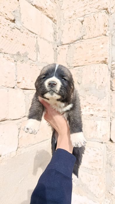 Ұрғашы күшіктер әдемі