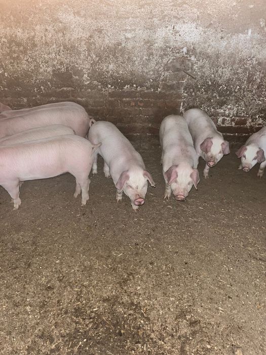 Домашни прасенца