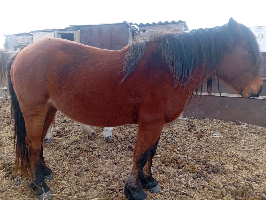 Айғыр обмен биеге