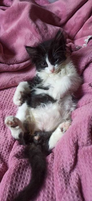 Мяу! Хозяин, отзовись!