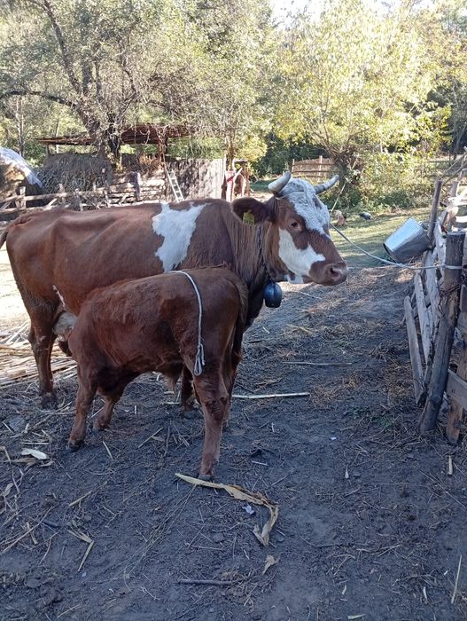 Vaca cu vițel de vanzare