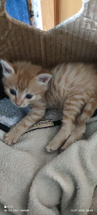 КОТЯТА в добрые руки