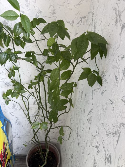 Цветы домашние растения